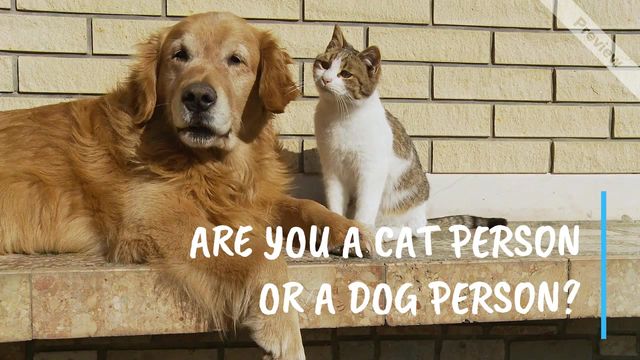 CATS AND DOGS Video Template