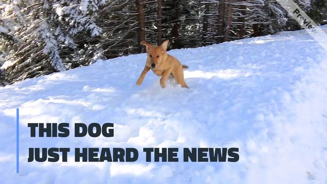 Heard the News Video Template