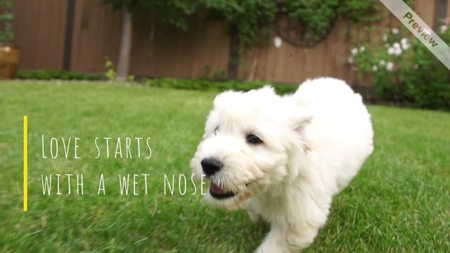 running dog Video Template