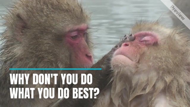 Two Monkeys Video Template