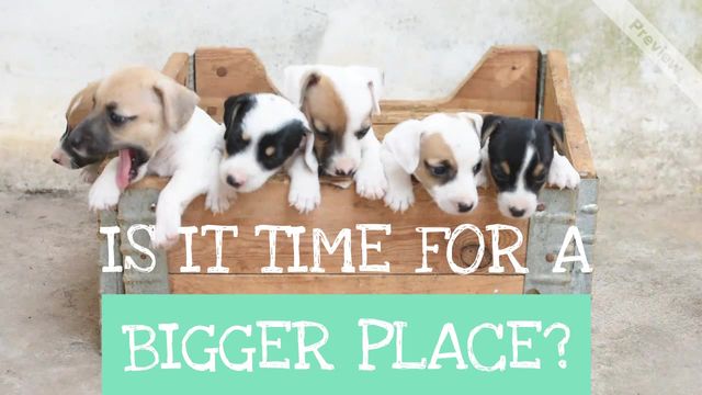 PUPPY EYES Video Template