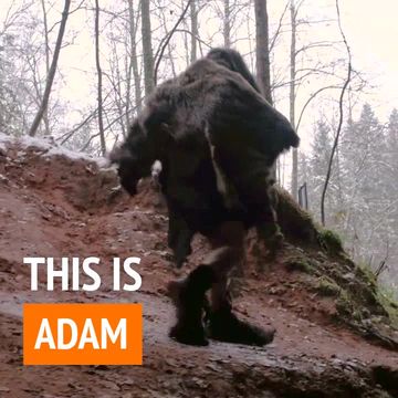 Cave Men Video Template