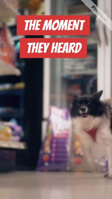 Dogs Sale Video Template