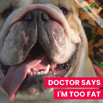 TOO FAT Video Template