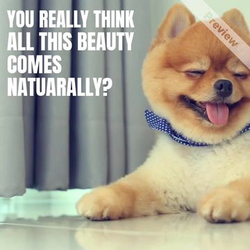 DOG GROOMING Video Template