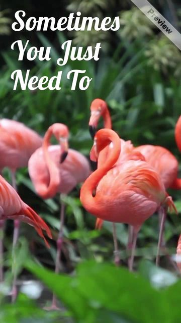 JUST CHILL Video Template