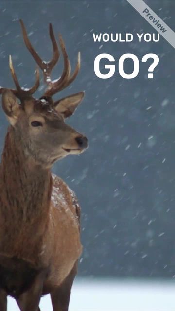 SNOW MAGIC Video Template