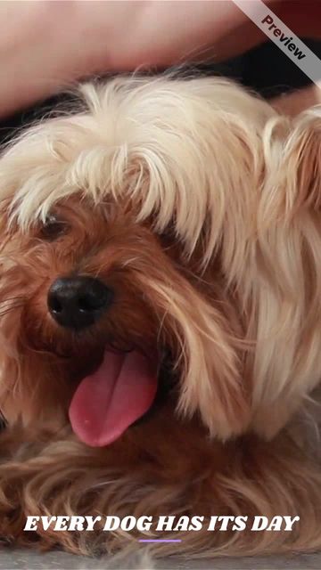 EVERY DOG #2 Video Template