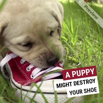 PUPPY LOVE Video Template
