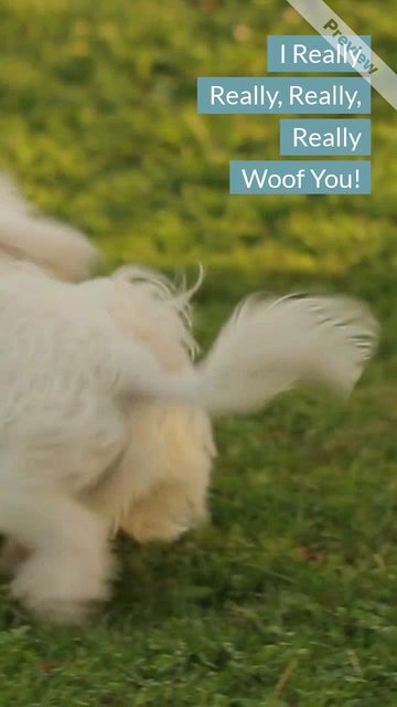 Woof You #2 Video Template