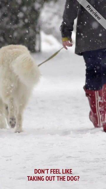 WALK THE DOG #2 Video Template