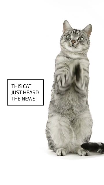 ON THE NEWS Video Template