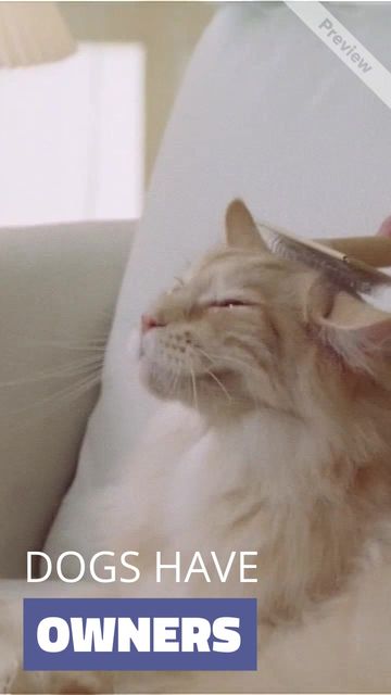 CAT'S STUFF Video Template