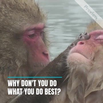Two Monkeys Video Template