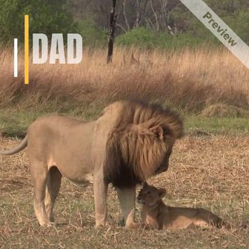 Lion King Video Template