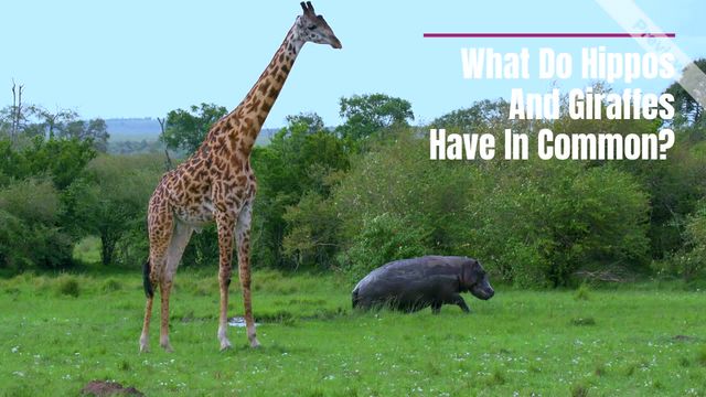 The Riddle Video Template