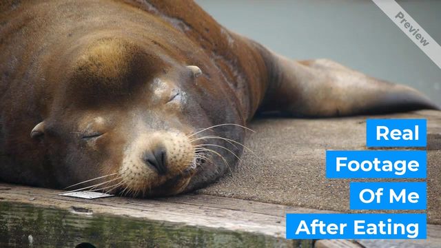 Food Coma  Video Template