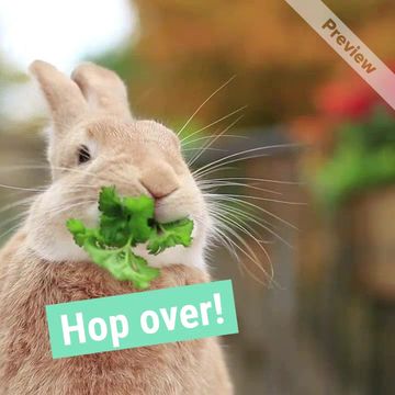 Bunny home Video Template