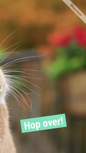 Bunny home Video Template