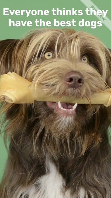 #WoofWednesday Video Template