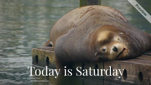 Saturday Vibes Video Template
