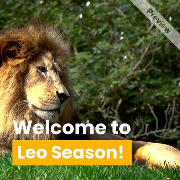Leo Season Video Template