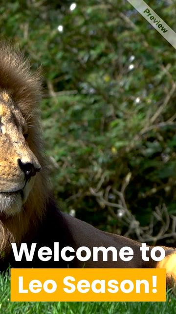 Leo Season Video Template