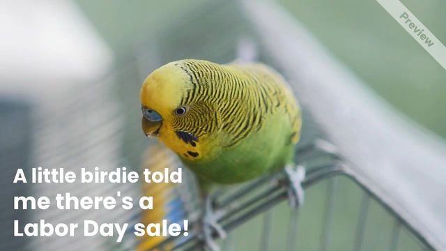 Pet Store Sale Video Template