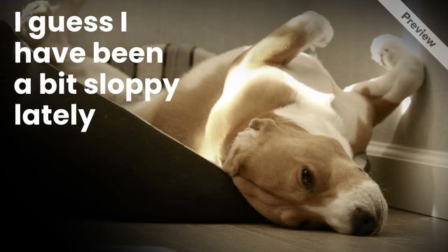 Dog Spa Video Template