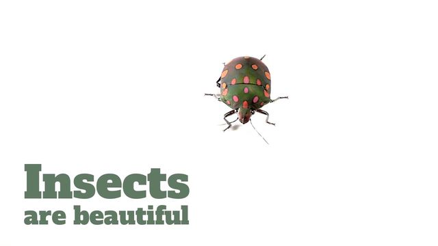 Pest Control Ad Video Template