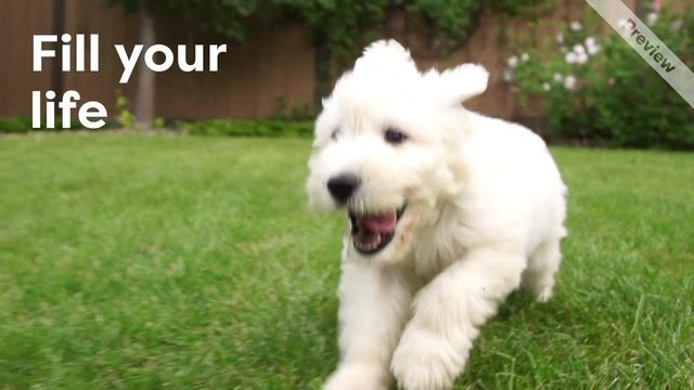 Adoption Day Video Template