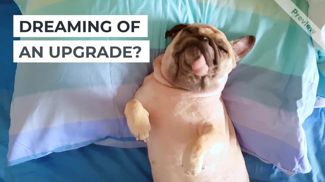 Pug E-commerce Video Template