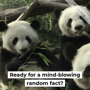 Group of Pandas Video Template