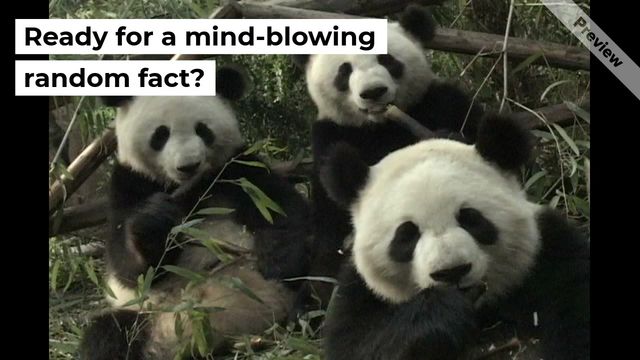 Group of Pandas Video Template