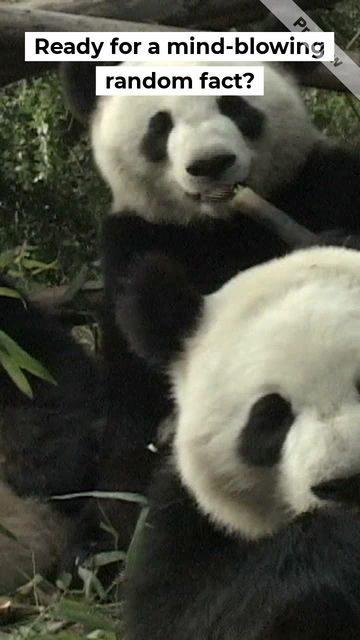 Group of Pandas Video Template