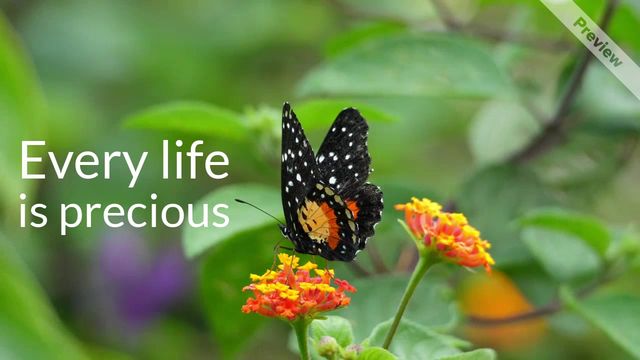 Wildlife Video Template