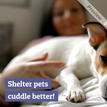 Shelter pets Video Template