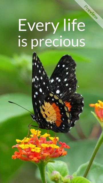 Wildlife Video Template