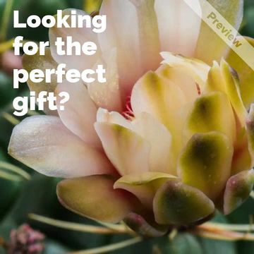 product video Video Template