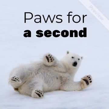 Polar Bear Day Video Template