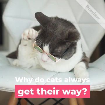 It's Kitten Day Video Template