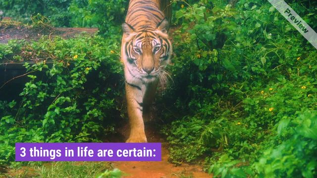 Tiger day Video Template