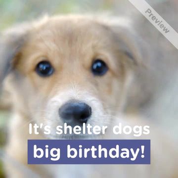 DOGust 1st Video Template