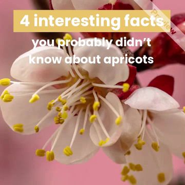 Apricot Day Video Template