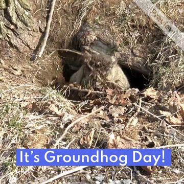 Groundhog Day Video Template