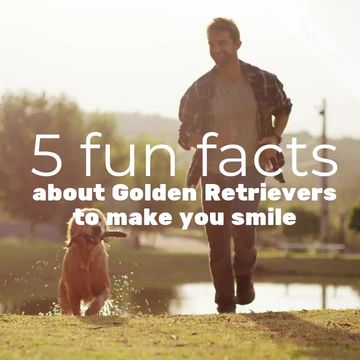 #GoldenRetrieverDay Video Template