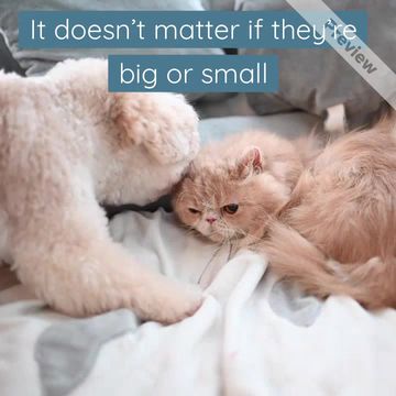 #NationalLoveYourPetDay Video Template