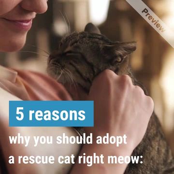 Rescue Cat Day Video Template