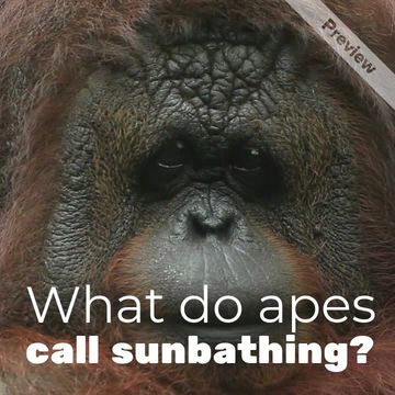 International Orangutan Day
