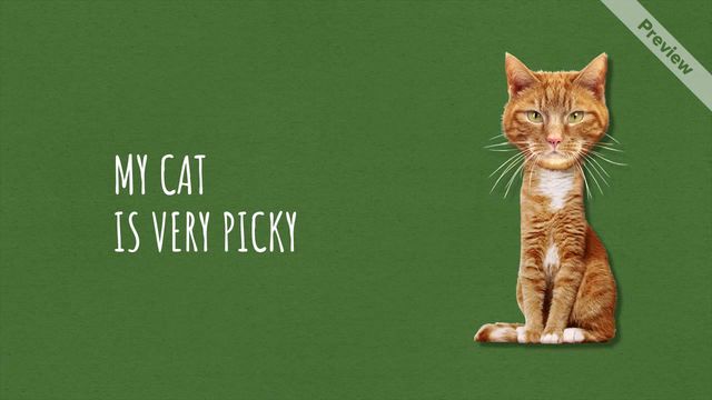 Caturday Video Template